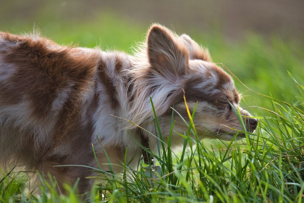 Long-haired chihuahua sniffs at grass.