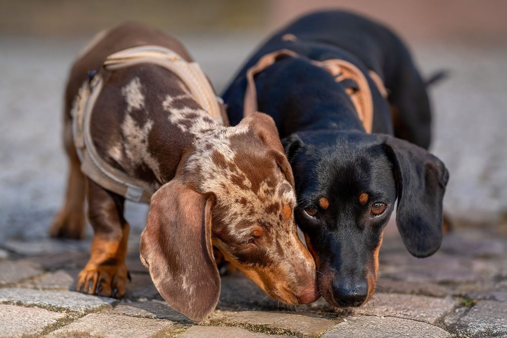 Two dachshunds sniff together on a cobblestone path.
