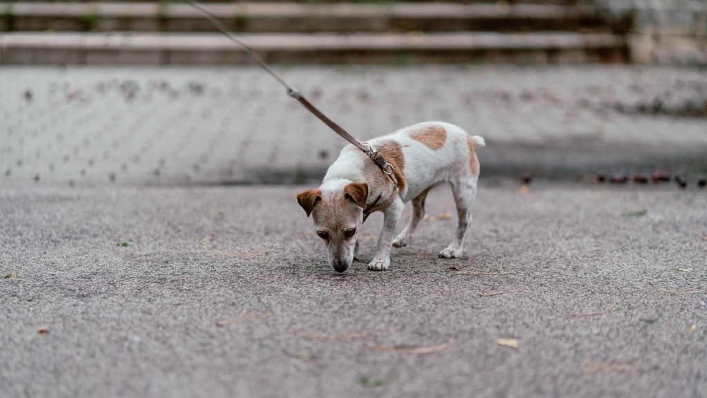Small dog on lead stops to sniff on a street.